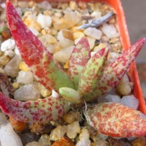Adromischus mammillaris aff