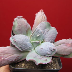 Echeveria  Linguas