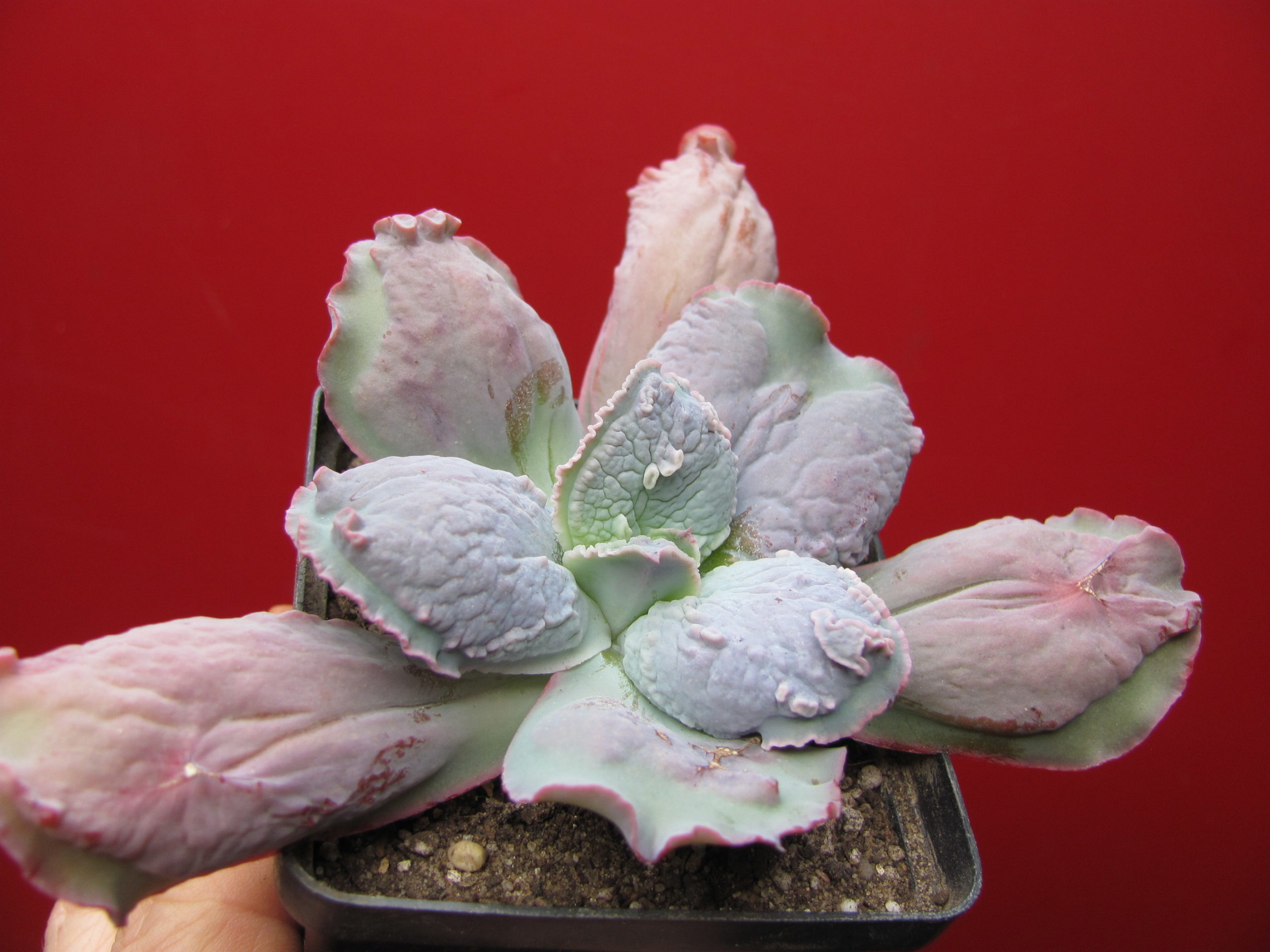 Echeveria  Linguas