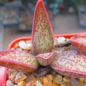adromischus marianae hybrid