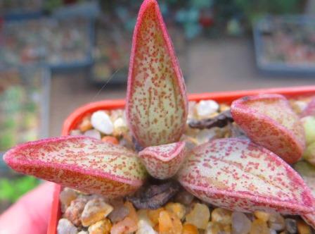 adromischus marianae hybrid