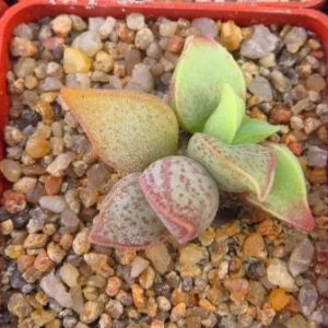 adromischus marianae hybrid