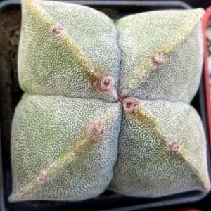 astrophytum myriostigma quadricostatum