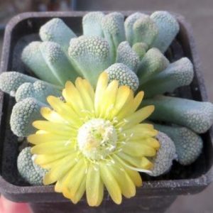 1874 MG  titanopsis primosii