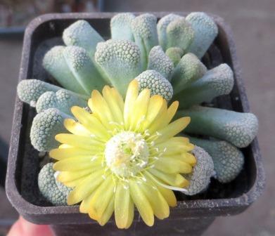 1874 MG  titanopsis primosii