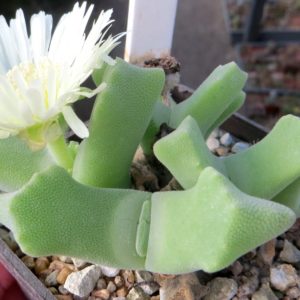 odontophorus primulinus Arribes Poort  коллекційний