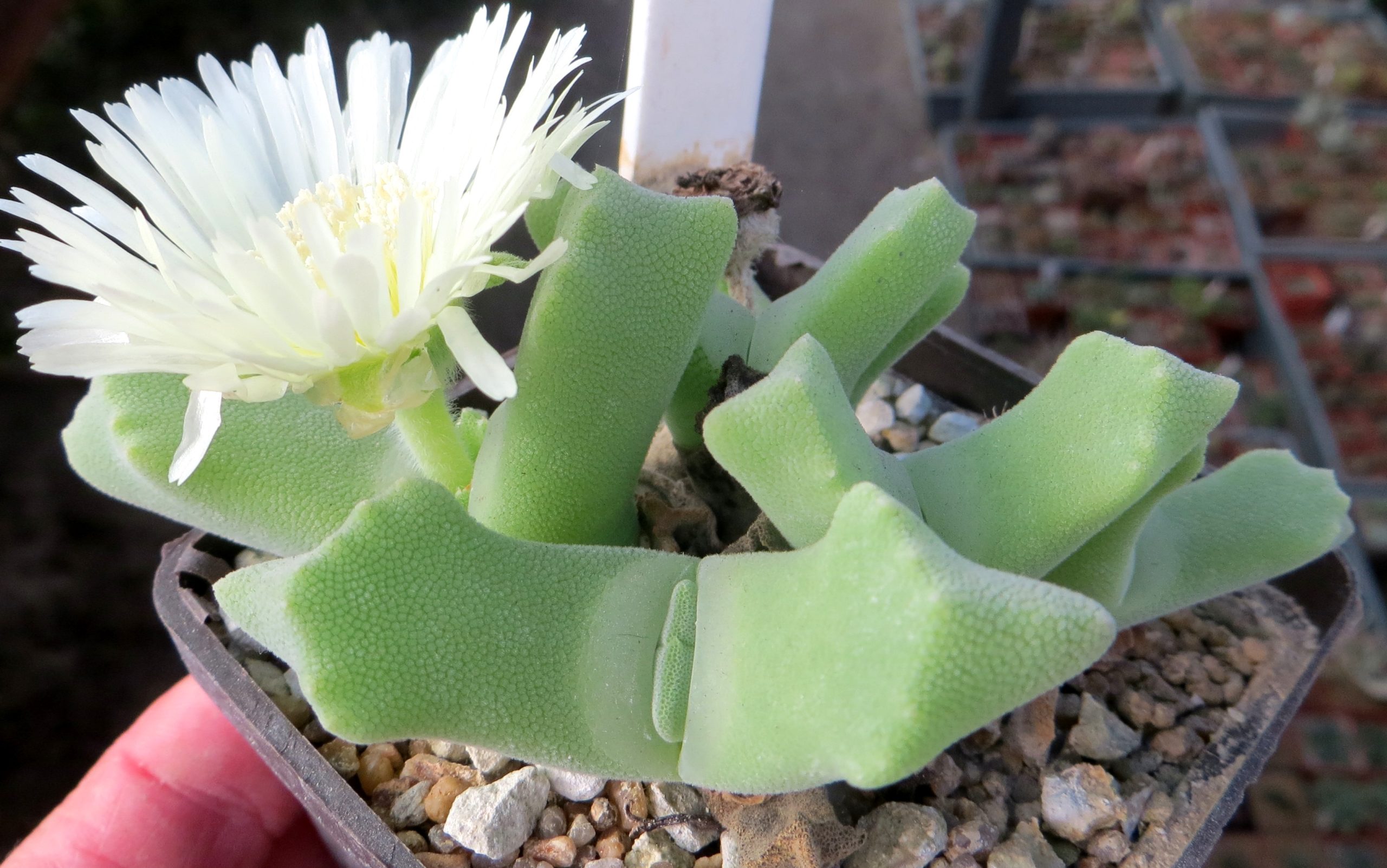 odontophorus primulinus Arribes Poort коллекційний