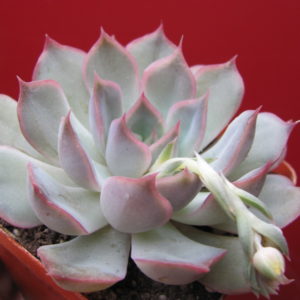 Echeveria  pulidonis  hybr.