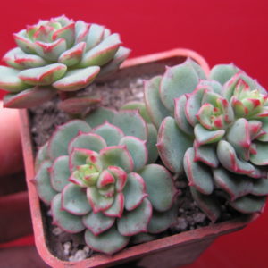 Sedeveria    Pudgy
