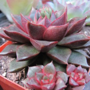 Echeveria  purpusorum   Red     ( hybrid  Lipskiy )