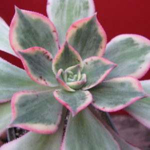 Aeonium   Sunburst  variegata