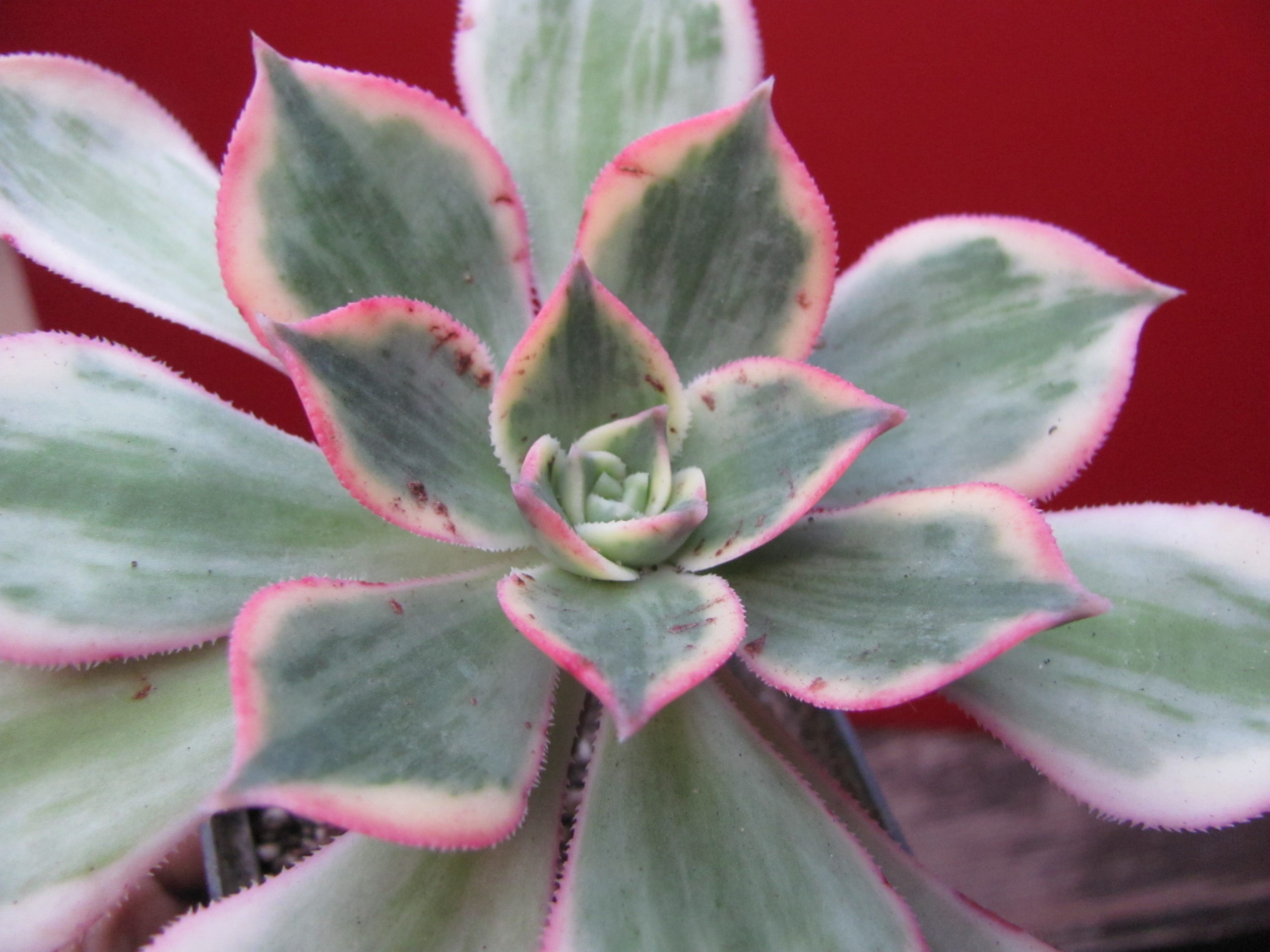Aeonium   Sunburst  variegata