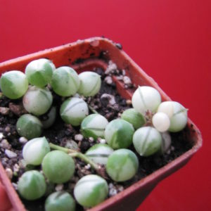 Senecio rowleyanus   variegata