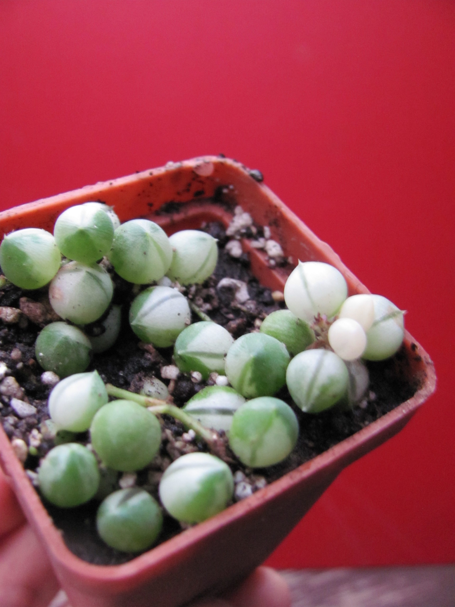 Senecio rowleyanus   variegata
