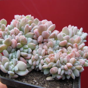 Echeveria glauca cristata