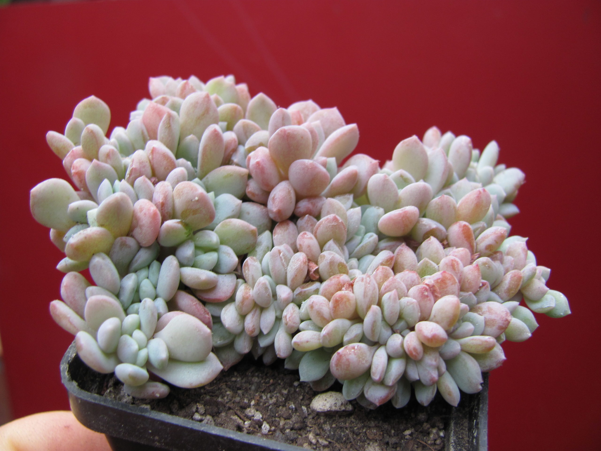 Echeveria glauca cristata