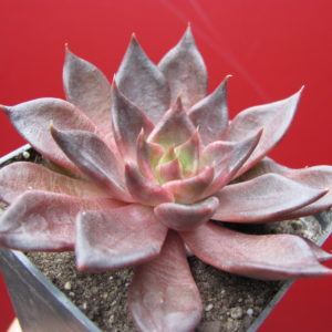 Echeveria  Alfred Graf