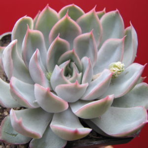 Echeveria  Orion
