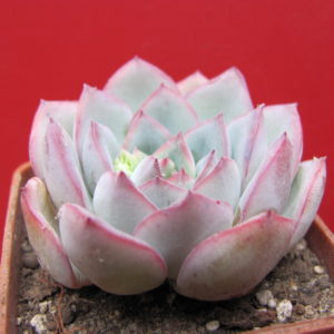 Echeveria  Hercules