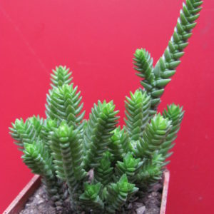 Crassula  purpusii