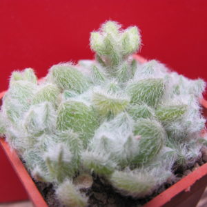 Sedum  hintonii