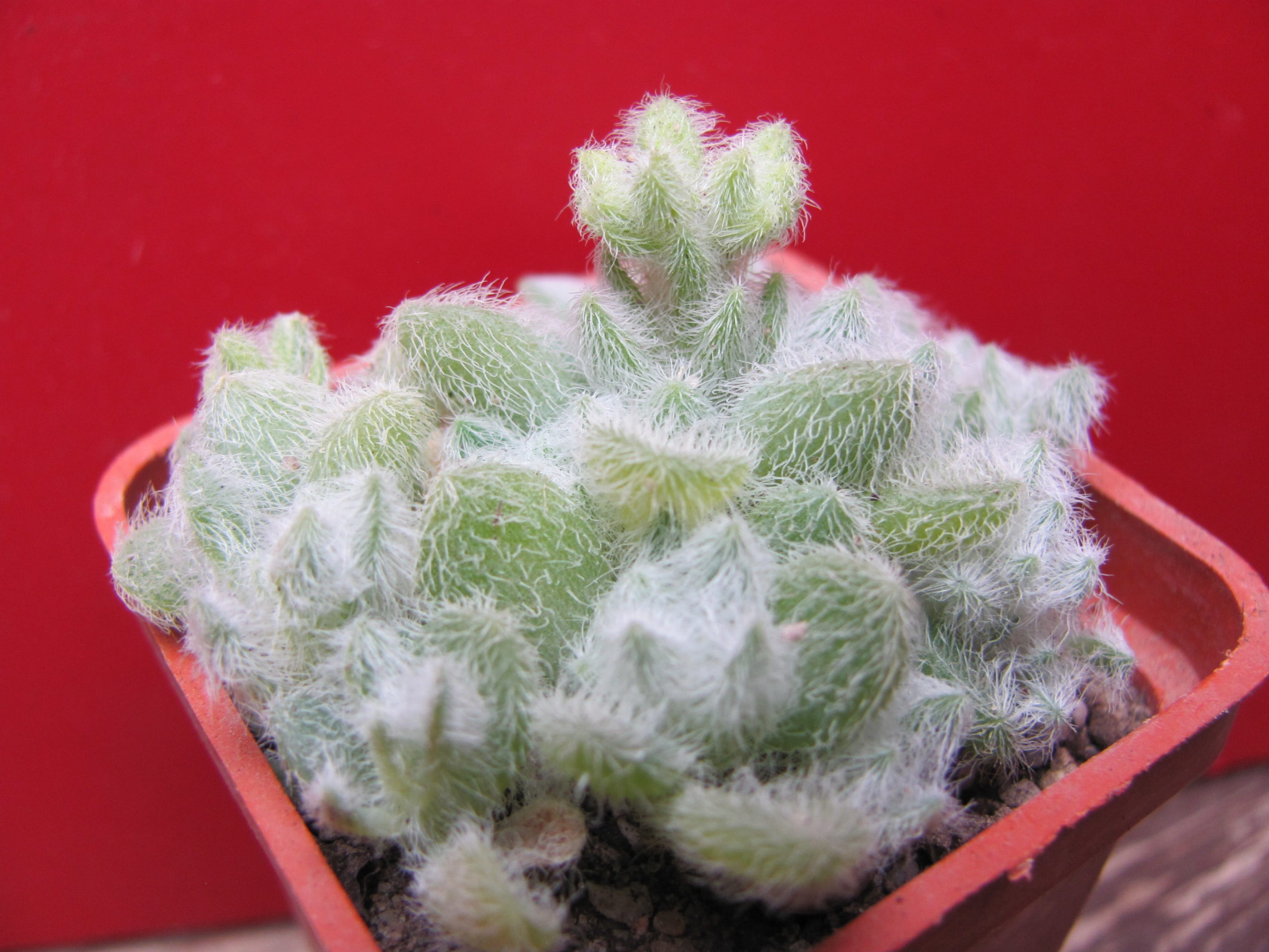 Sedum  hintonii