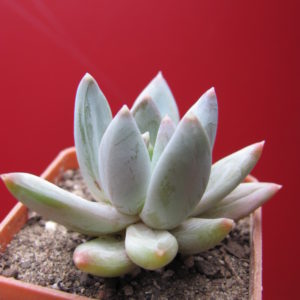 Echeveria  hookeri