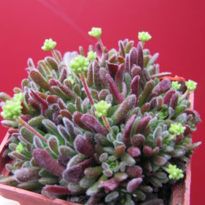 Crassula  pubescens