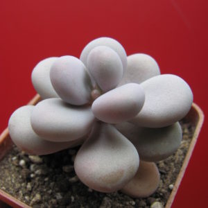 Pachyphytum  Pink