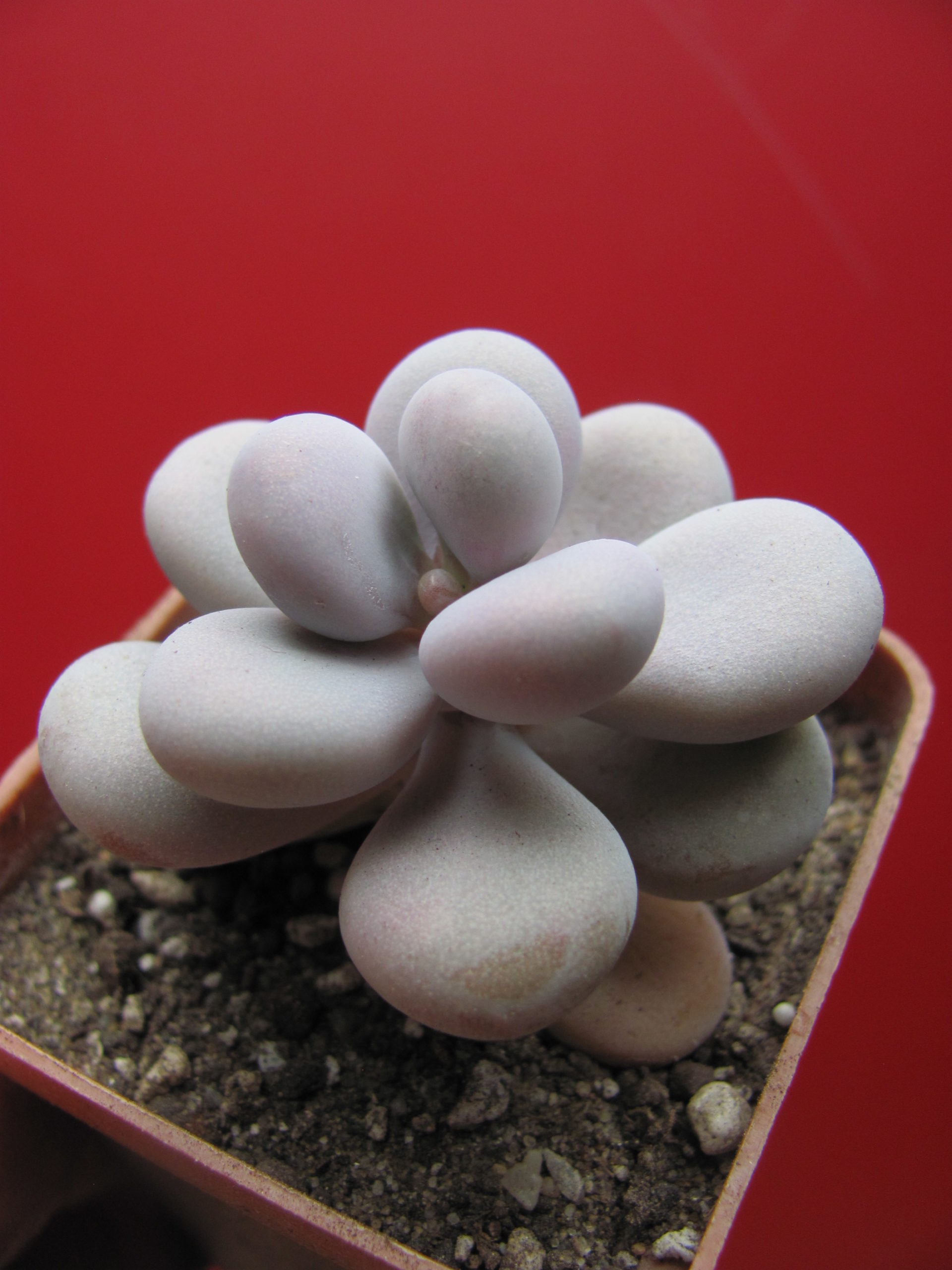 Pachyphytum  Pink