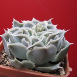 Echeveria  Laguna Sanchez