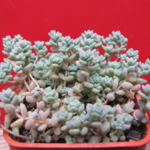 Sedum  dasyphyllum