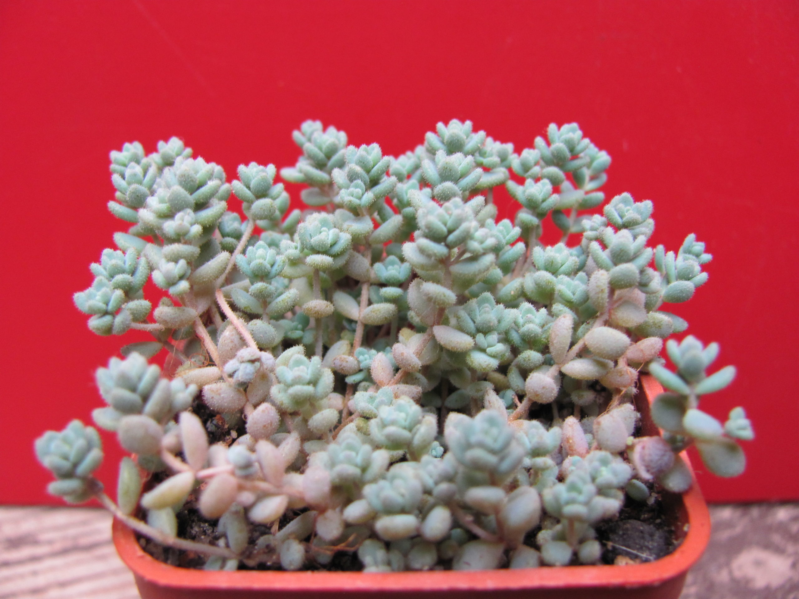 Sedum  dasyphyllum