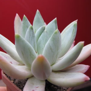 Echeveria  hookeri