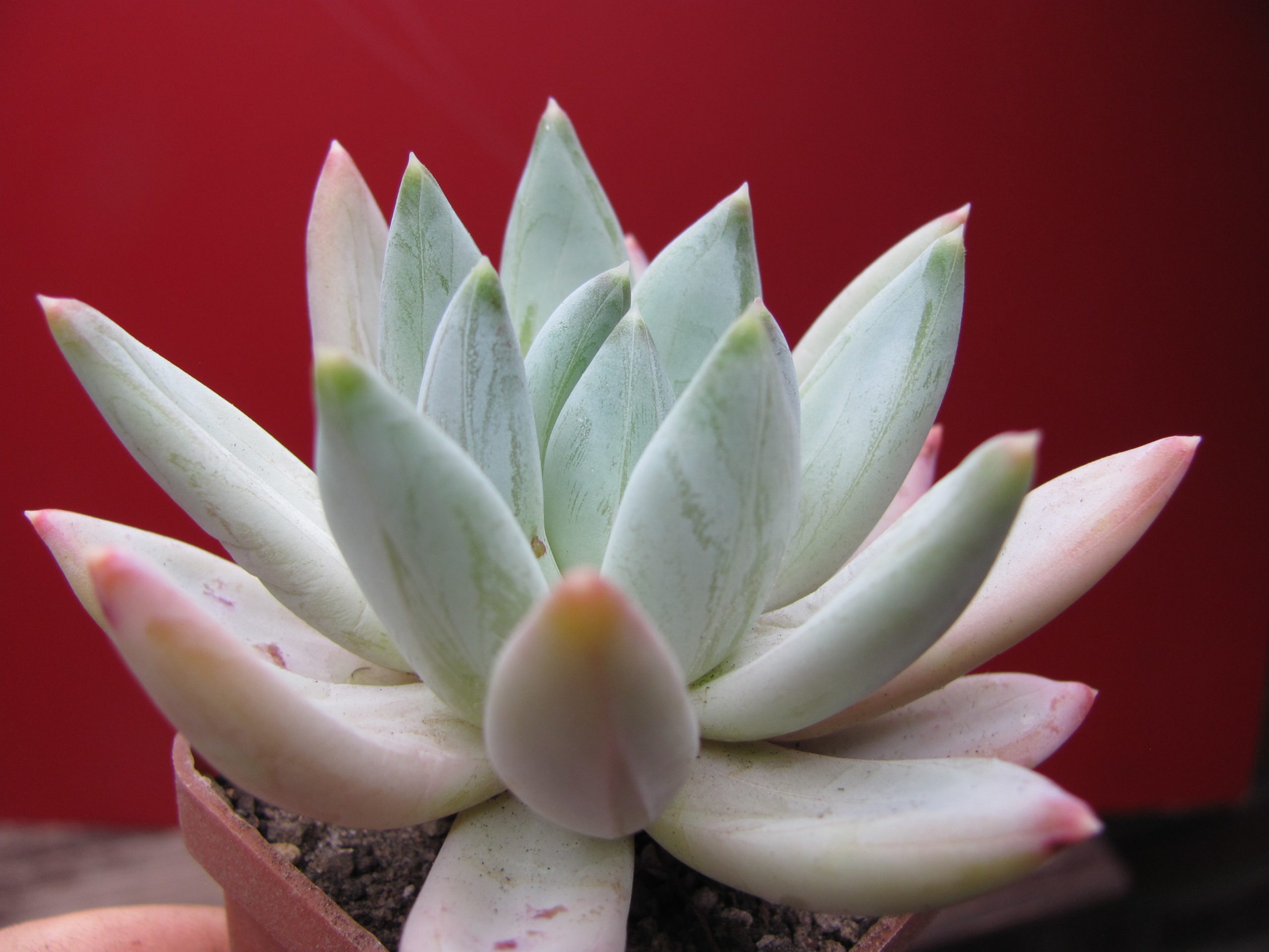 Echeveria  hookeri