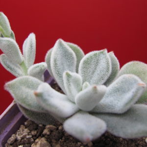 Echeveria Frosty
