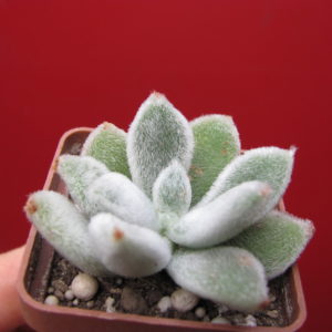 Echeveria leucotricha