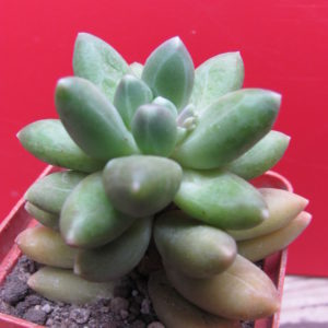 Pachyphytum  compactum  Big Green