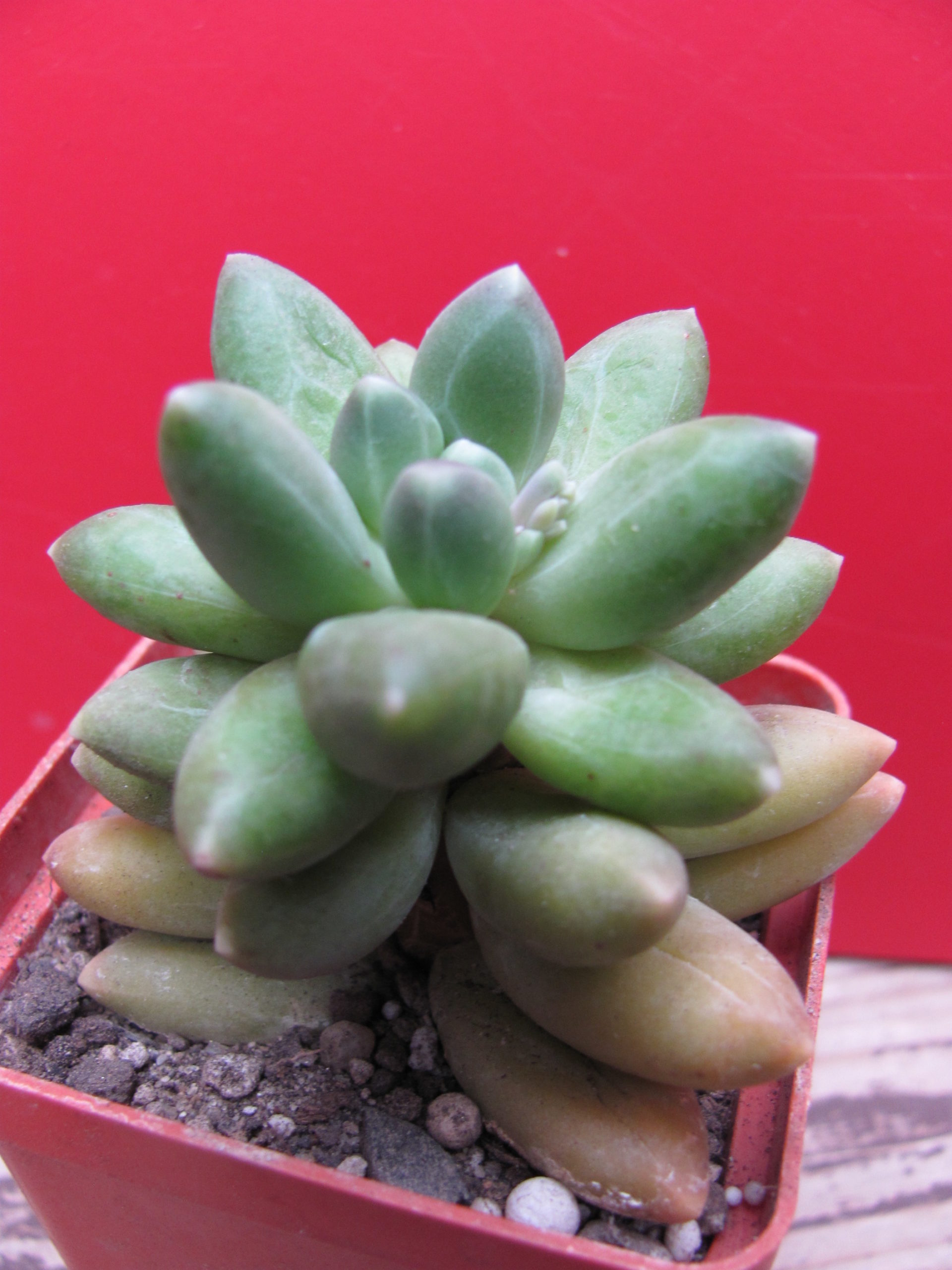 Pachyphytum  compactum  Big Green