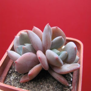 Echeveria  Brumes