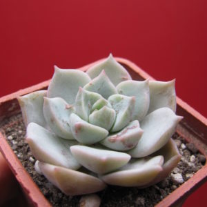 Echeveria Titubans