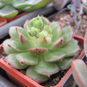 Echeveria Derosa