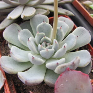 Echeveria  zaragoza     hybr.