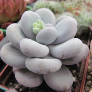 Pachyphytum  oviferum
