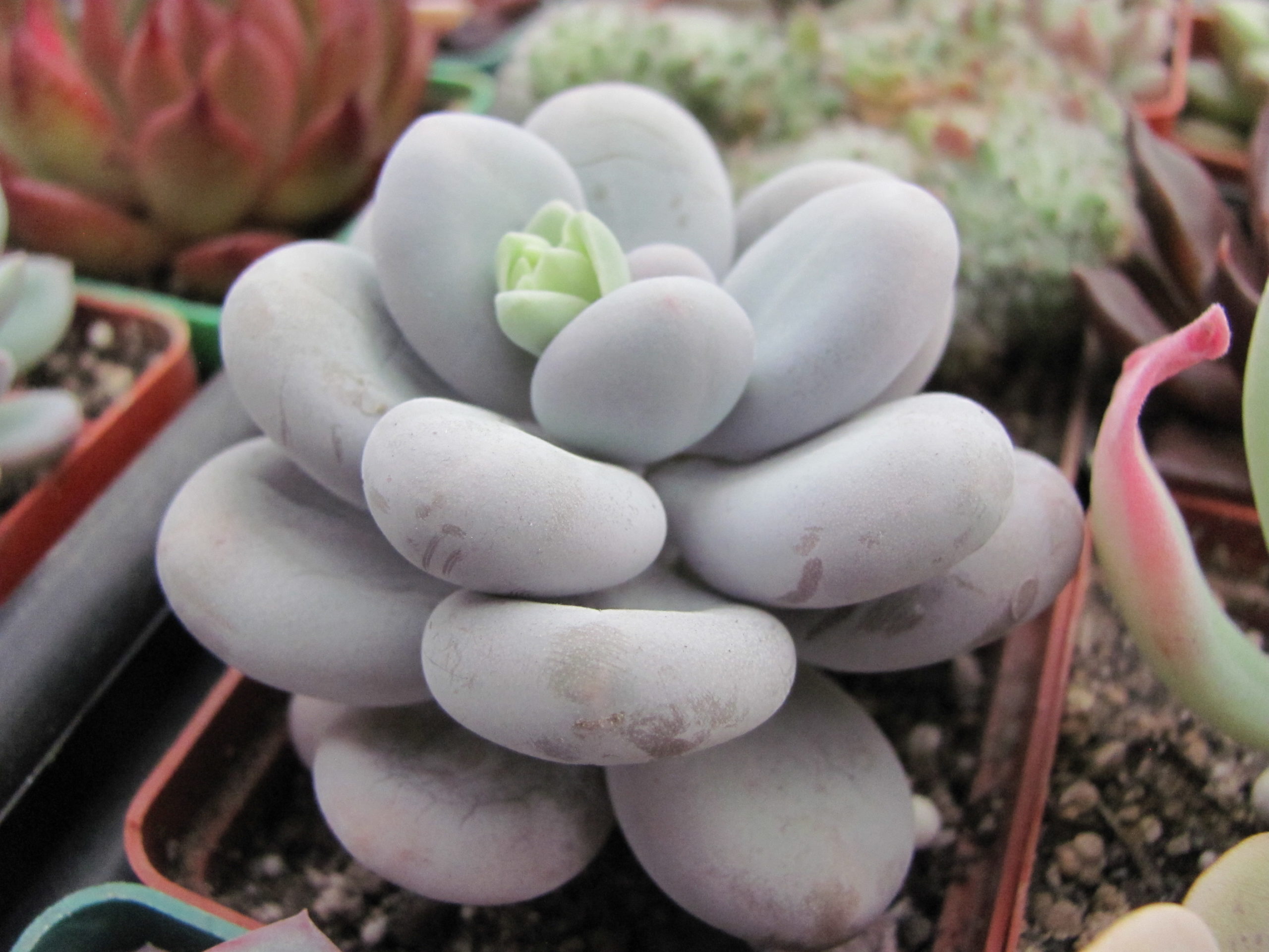 Pachyphytum  oviferum