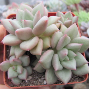 Echeveria  Van Keppel