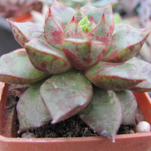 Echeveria  purpusorum   hybr.    ( hybrid  Lipskiy )