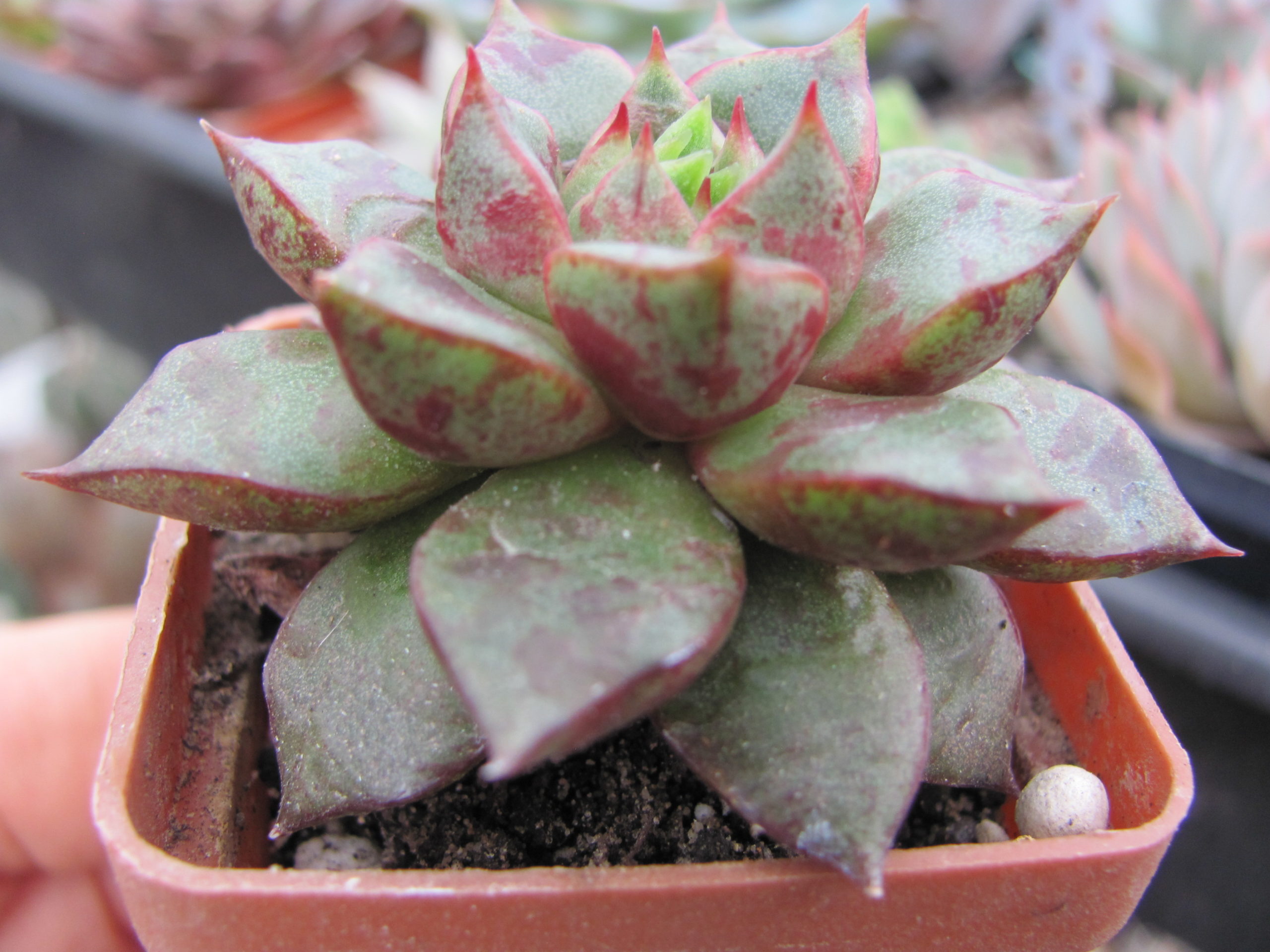 Echeveria  purpusorum   hybr.    ( hybrid  Lipskiy )