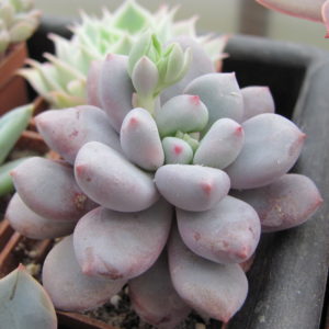 Pachyphytum   oviferum   hybr.   100
