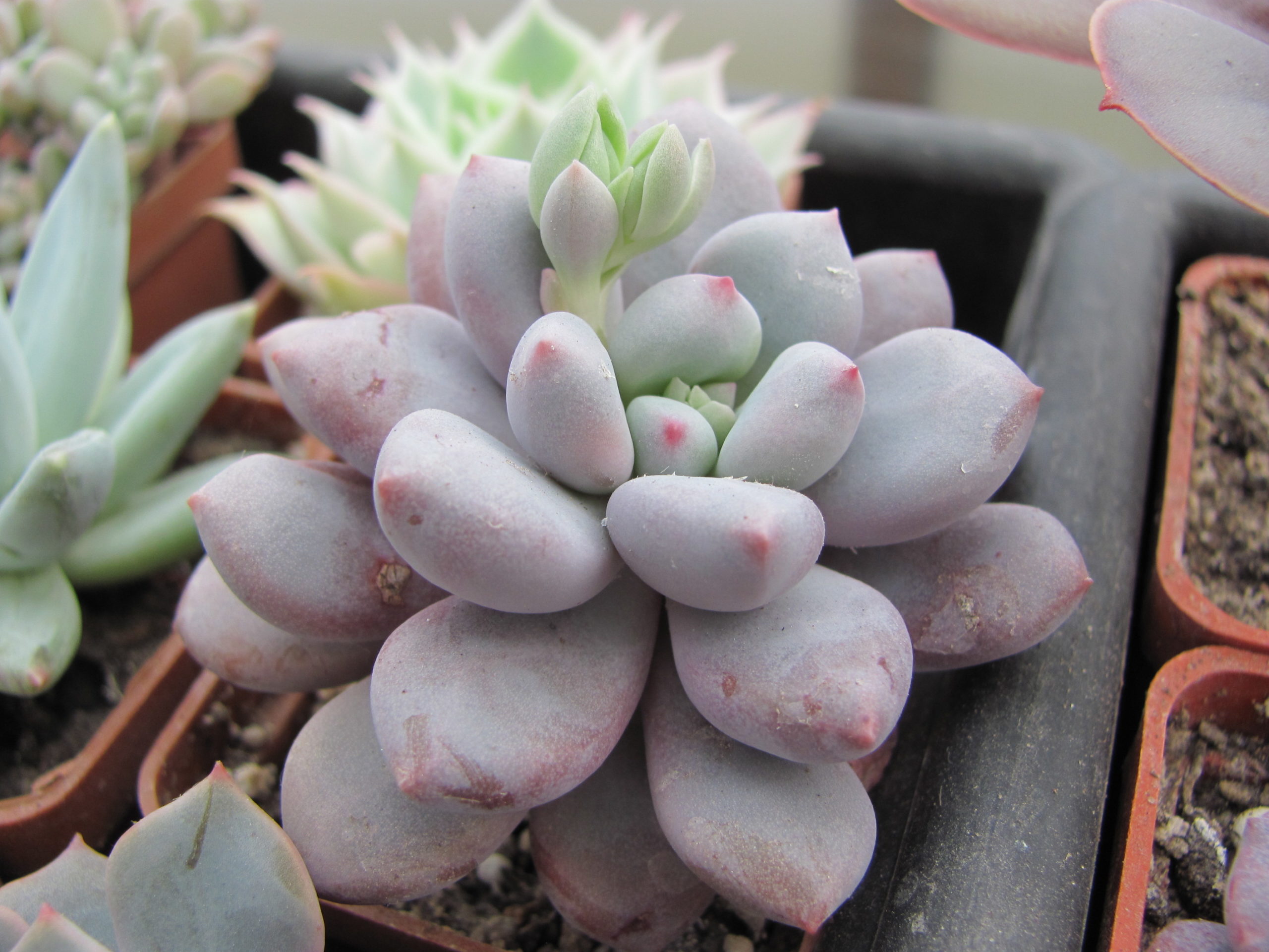 Pachyphytum   oviferum   hybr.   100